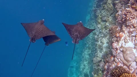 Ocellated eagle rays swimming around the colorful corals near Ellaidhoo isl.. Stock Footage 345810757