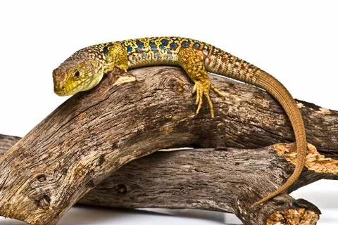 Ocellated lizard on a branch. Stock Photos