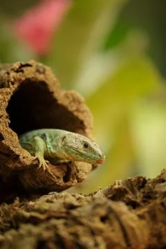 Ocellated lizard climb out from tree hole 스톡 사진