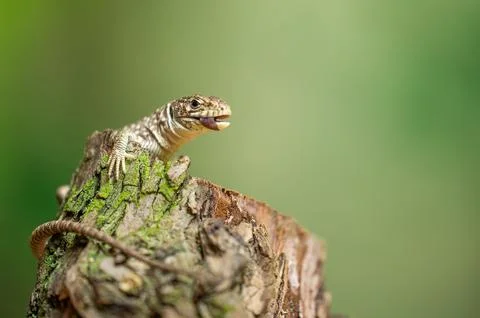 Ocellated lizard eating bug on Tree Stump in Natural Habitat Close-Up Stock-Fotos
