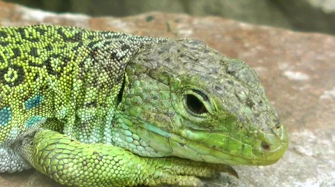 Ocellated Lizard Stock Footage 797159