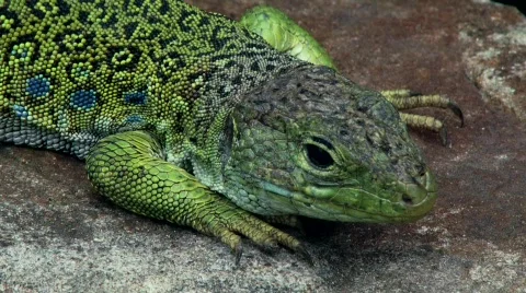 Ocellated Lizard 스톡 동영상 797166