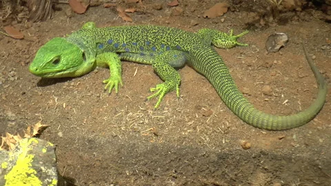 Ocellated Lizard 스톡 동영상 237933200