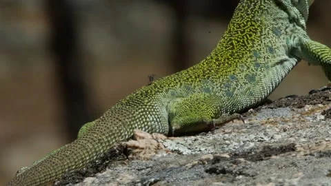 Ocellated lizard, jewelled lizard, Timon lepidus, Spain Stock Footage 234412198