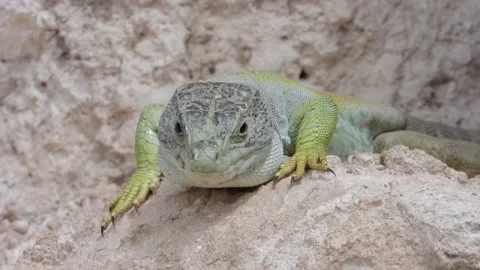 Ocellated lizard, jewelled lizard, Timon lepidus, Spain Stock Footage 234412203
