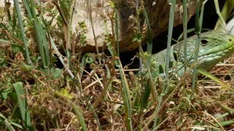 Ocellated lizard, jewelled lizard, Timon lepidus, Spain Stock Footage 234412214