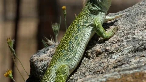Ocellated lizard, jewelled lizard, Timon lepidus, Spain Stock Footage 234412228