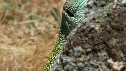 Ocellated lizard, jewelled lizard, Timon lepidus, Spain Stock Footage 234412230