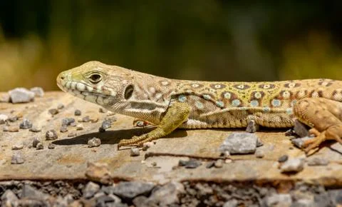 Ocellated lizard landed bask in the sun Stock Photos