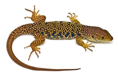 Ocellated lizard. Stock Photos