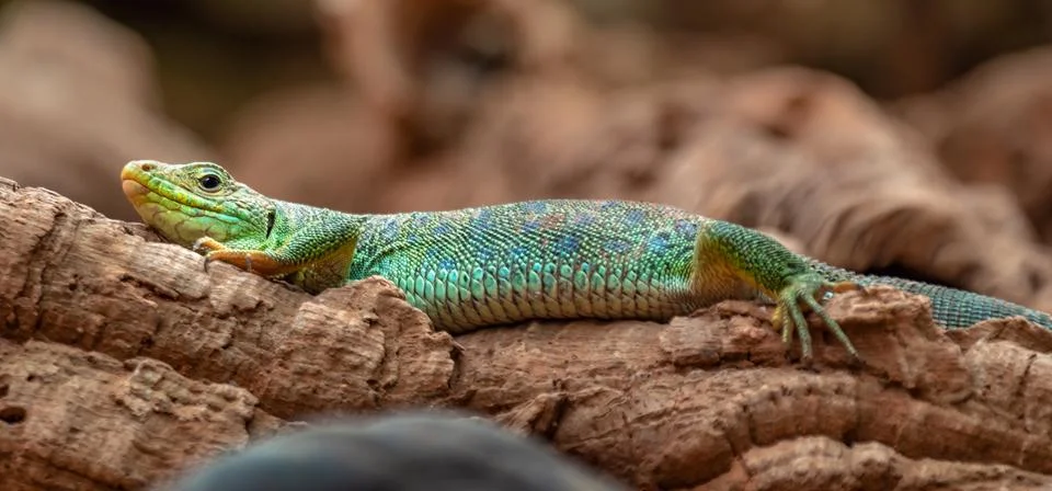 Ocellated lizard Stock Photos