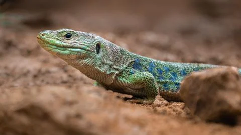 Ocellated lizard Stock Photos