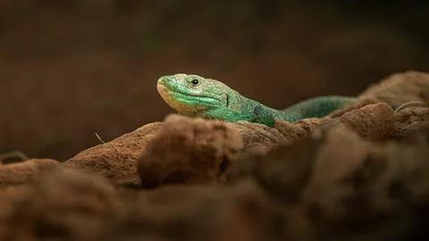 Ocellated lizard Stock Photos