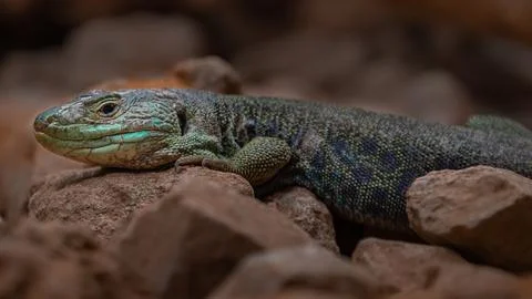 Ocellated lizard Stock Photos