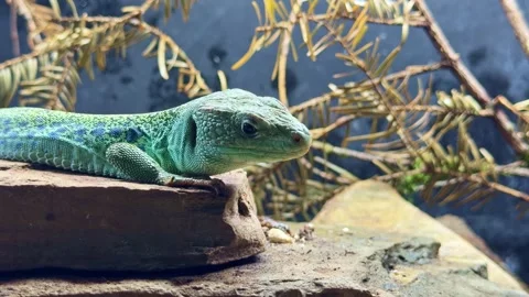 Ocellated lizard resting on rock close up Stock Footage 334078999