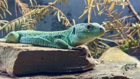 Ocellated lizard resting on rock in terrarium. Close-up Stock Footage 334109566