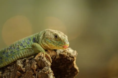 Ocellated lizard from side Stock Photos
