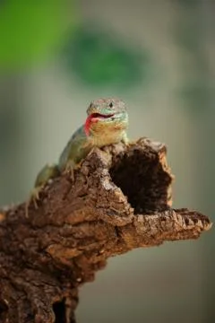 Ocellated lizard standing on tree branch with tongue Stock Photos