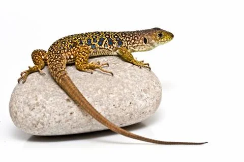 Ocellated lizard on a stone. Stock Photos