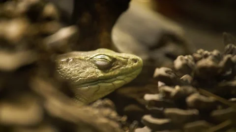 Ocellated lizard (Timon lepidus) Video stock 196163797