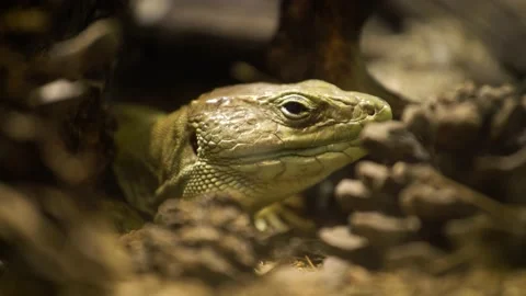 Ocellated lizard (Timon lepidus) Video stock 196164126