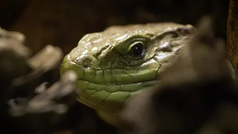 Ocellated lizard (Timon lepidus) Stock Footage 196164930