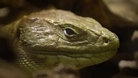 Ocellated lizard (Timon lepidus) Видео 196165031