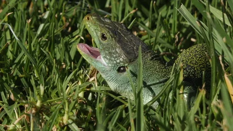 Ocellated Lizard (Timon lepidus) in grass. Close up. Stock Footage 273140465