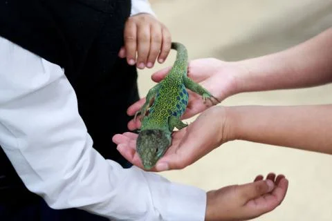 Ocellated lizard, timon lepidus, lacerta lepida sits on the hands of children Stock Photos