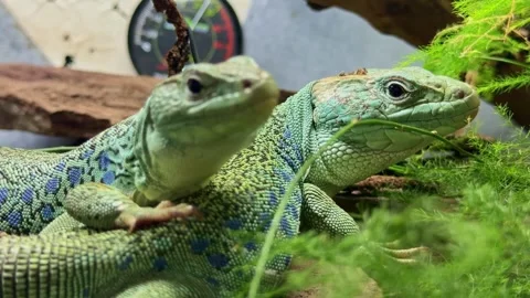Ocellated lizard Timon lepidus pair close up with green scales and blue ocelli Vidéo 333434750
