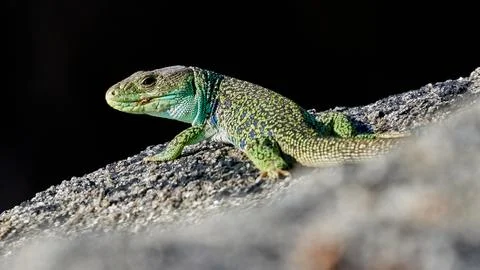 Ocellated lizard Timon lepidus Stock Photos