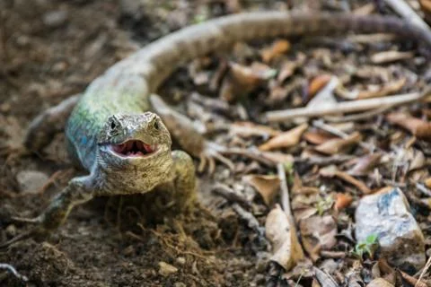 Ocellated lizard (Timon Lepidus) Stock Photos