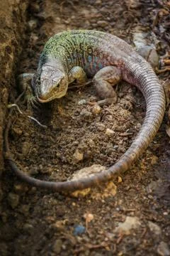 Ocellated lizard (Timon Lepidus) Stock Photos