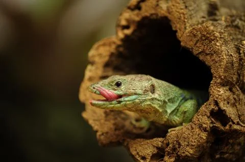 Ocellated lizard in tree branch hole Stock Photos