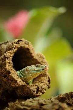 Ocellated lizard in tree branch hole Stock-Fotos