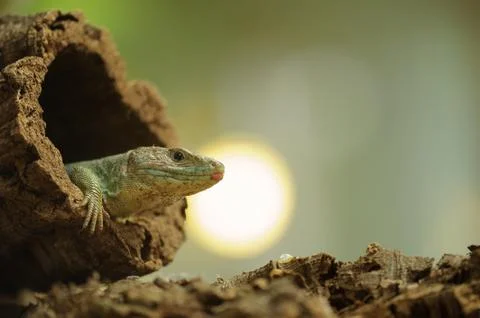 Ocellated lizard in tree hole with sun in background Stock Photos