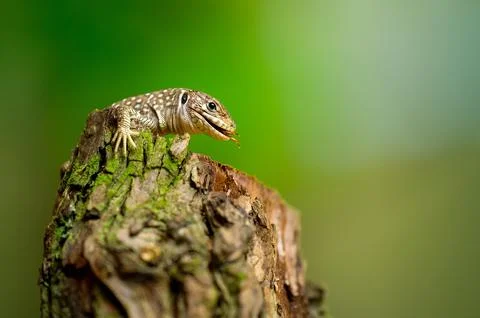 Ocellated lizard on Tree Stump in with blurred background 스톡 사진