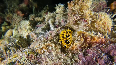 Ocellated Phyllidia Nudibranch (Fried Egg Nudibranch) 4K 스톡 동영상 258598895