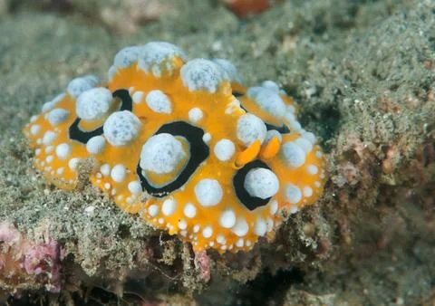 Ocellated wart slug ( phyllidia ocellata ) crawls across the seafloor . Stock Photos