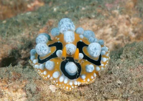 Ocellated wart slug ( phyllidia ocellata ) crawls across the seafloor . Stock Photos