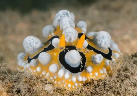 Ocellated wart slug ( phyllidia ocellata ) crawls across the seafloor . Stock Photos