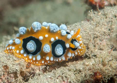 Ocellated wart slug ( phyllidia ocellata ) crawls across the seafloor . Stock Photos