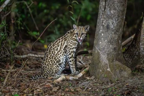 Ocelot at the base of a tree looking right-21 Stock Photos
