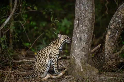 Ocelot at the base of a tree Stock Photos