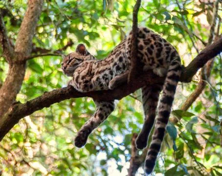 Ocelot on a branch Stock Photos