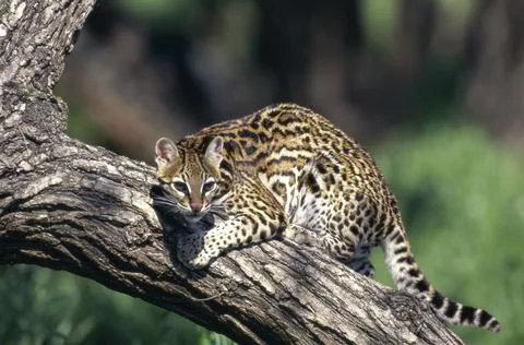 Ocelot on the branch of a tree Stock Photos