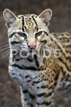 Ocelot - Brazilian male Ocelot Stock Photos