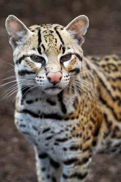 Ocelot - Brazilian male Ocelot Stock Photos