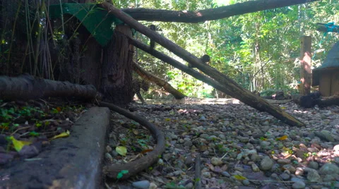 Ocelot in captivity Stock Footage 66206070