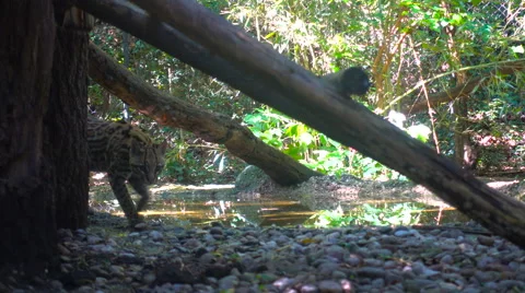 Ocelot in captivity Vidéo 66206118